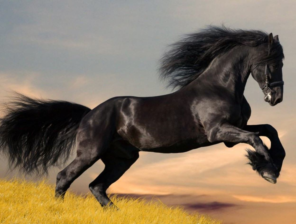 صورة حصان عربي