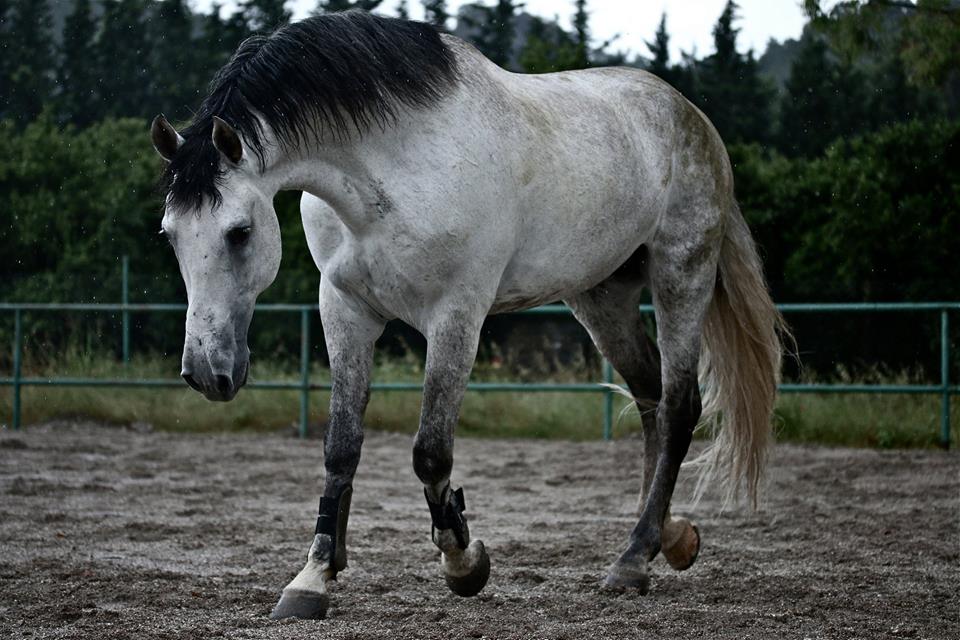 حصان أسباني