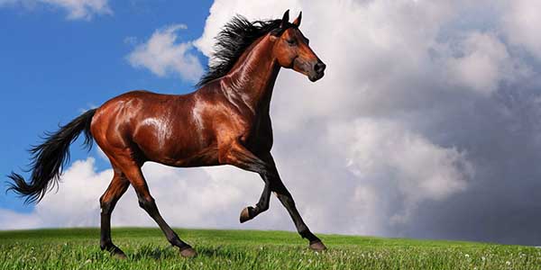 حصان جميل
