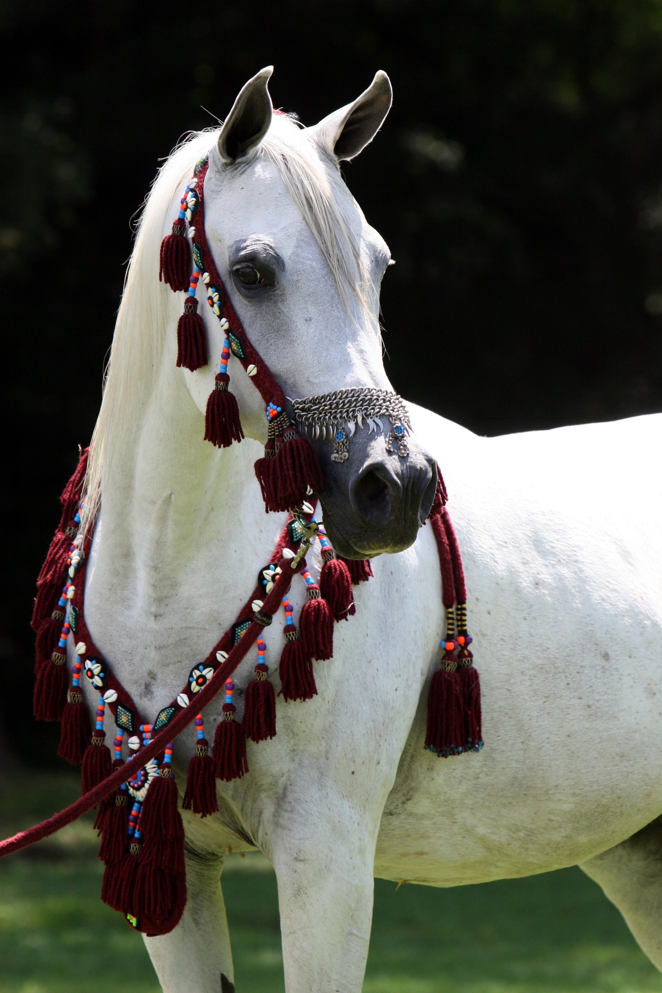 حصان عربي أبيض