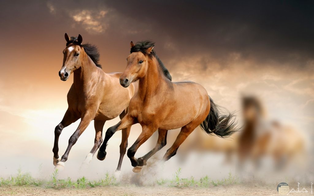 صور خيول جميلة