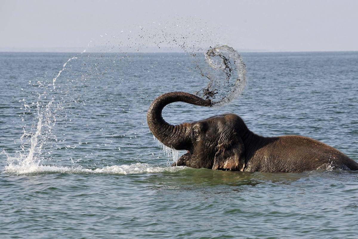 الفيل يرش الماء بخرطومه