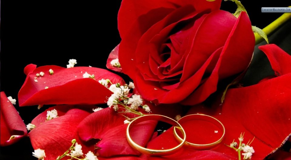 دبل وورود حمراء جميلة