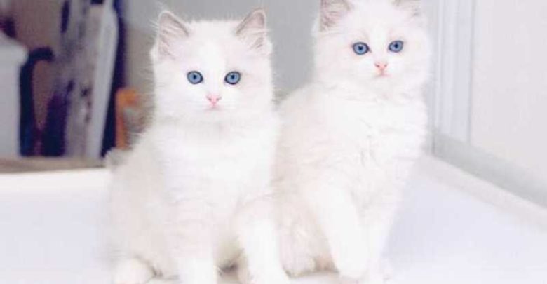 10 صور ناعمة لأجمل القطط الكيوت الرقيقة