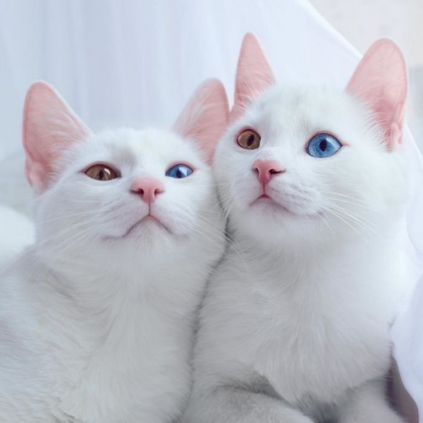 صور عيون قطط جميلة