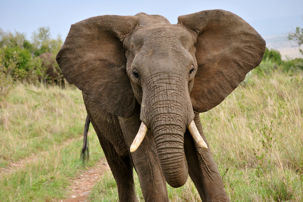صورة فيل أفريقي
