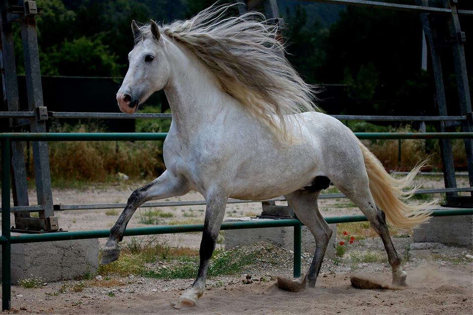 صورة لحصان أسباني أبيض