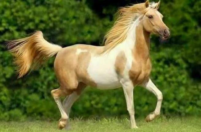 صورة لحصان عربي