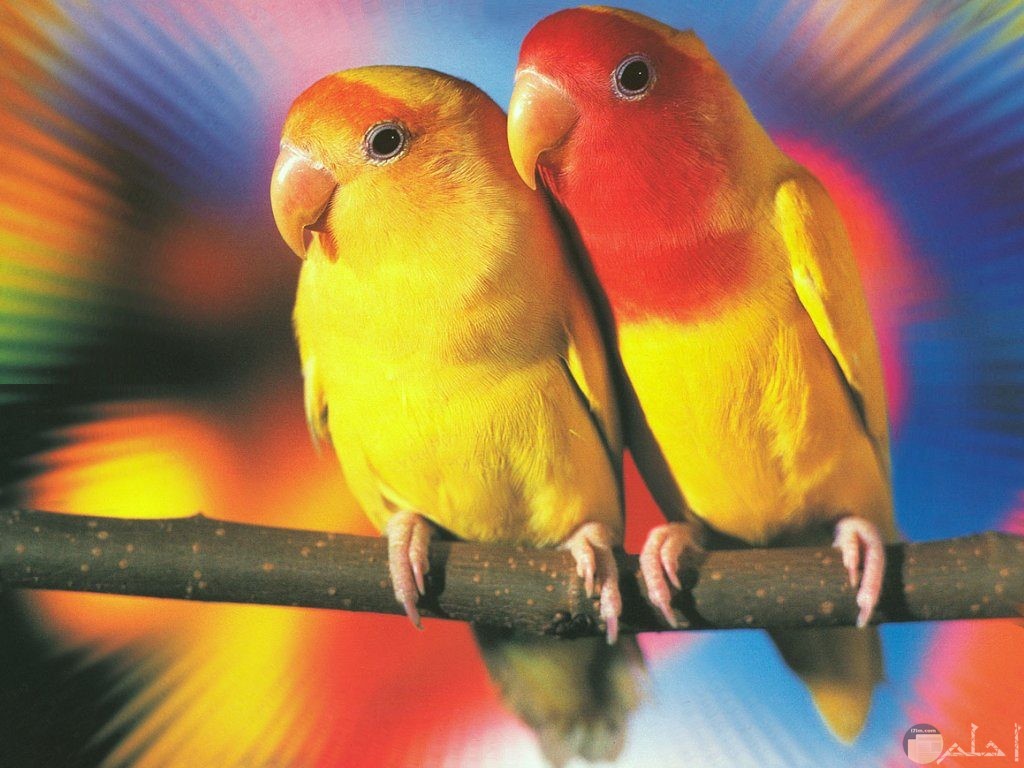 عصافير ملونة