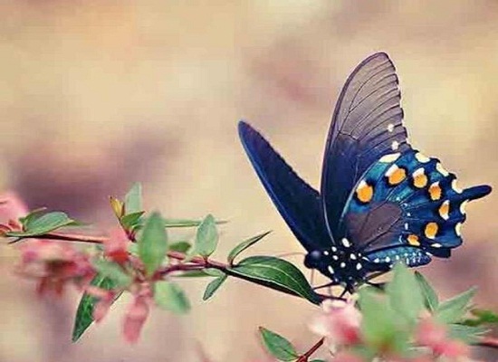 فراشات غريبة