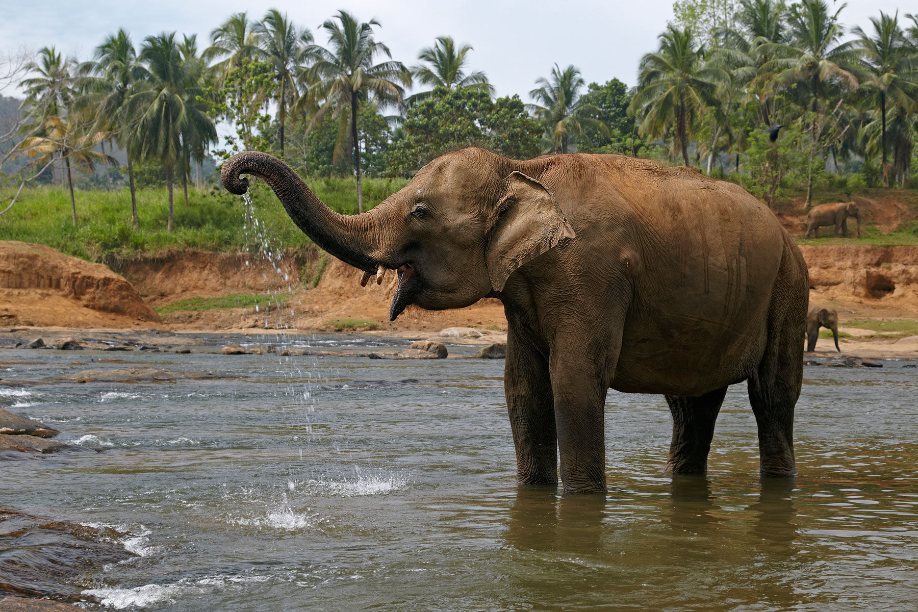 فيل هندي يرش الماء