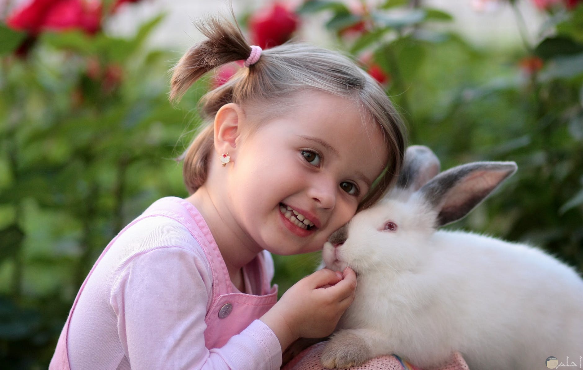 طفلة صغيرة بجوار ارنب