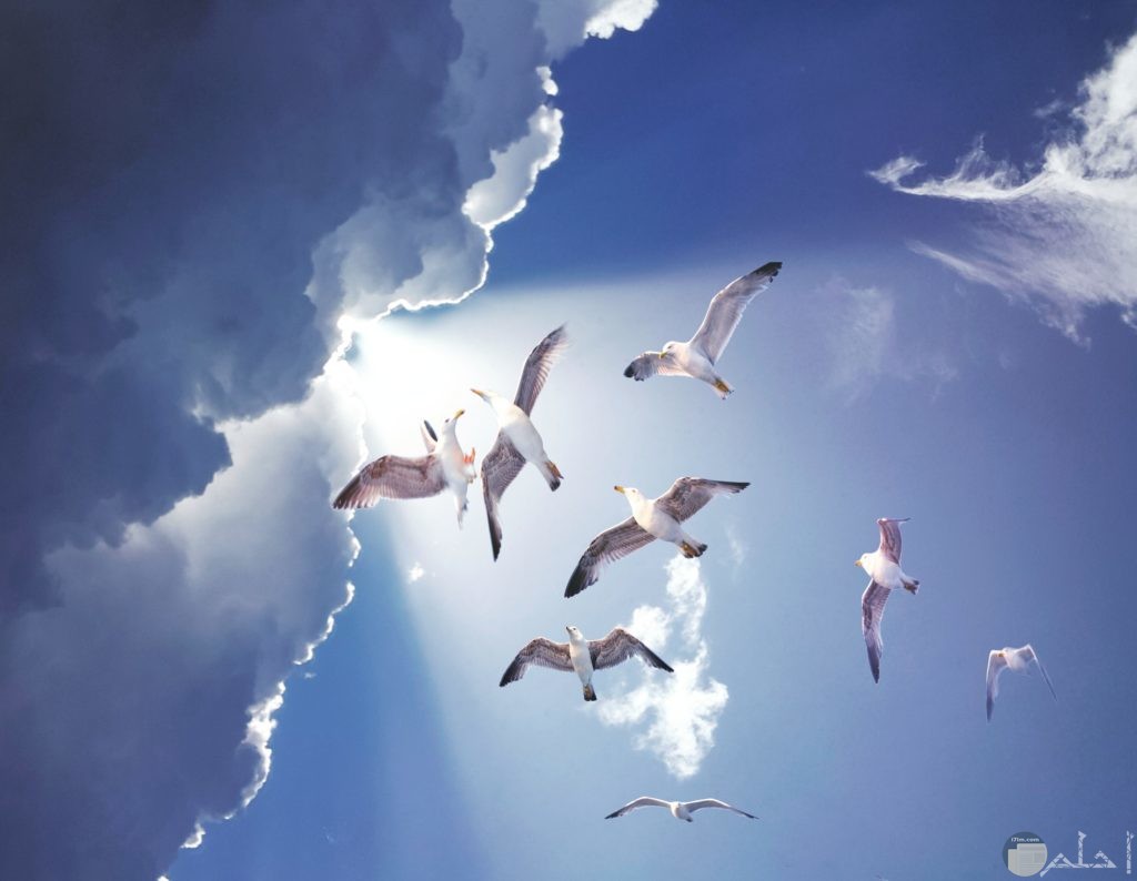 صور طيور يطيرون في السماء 