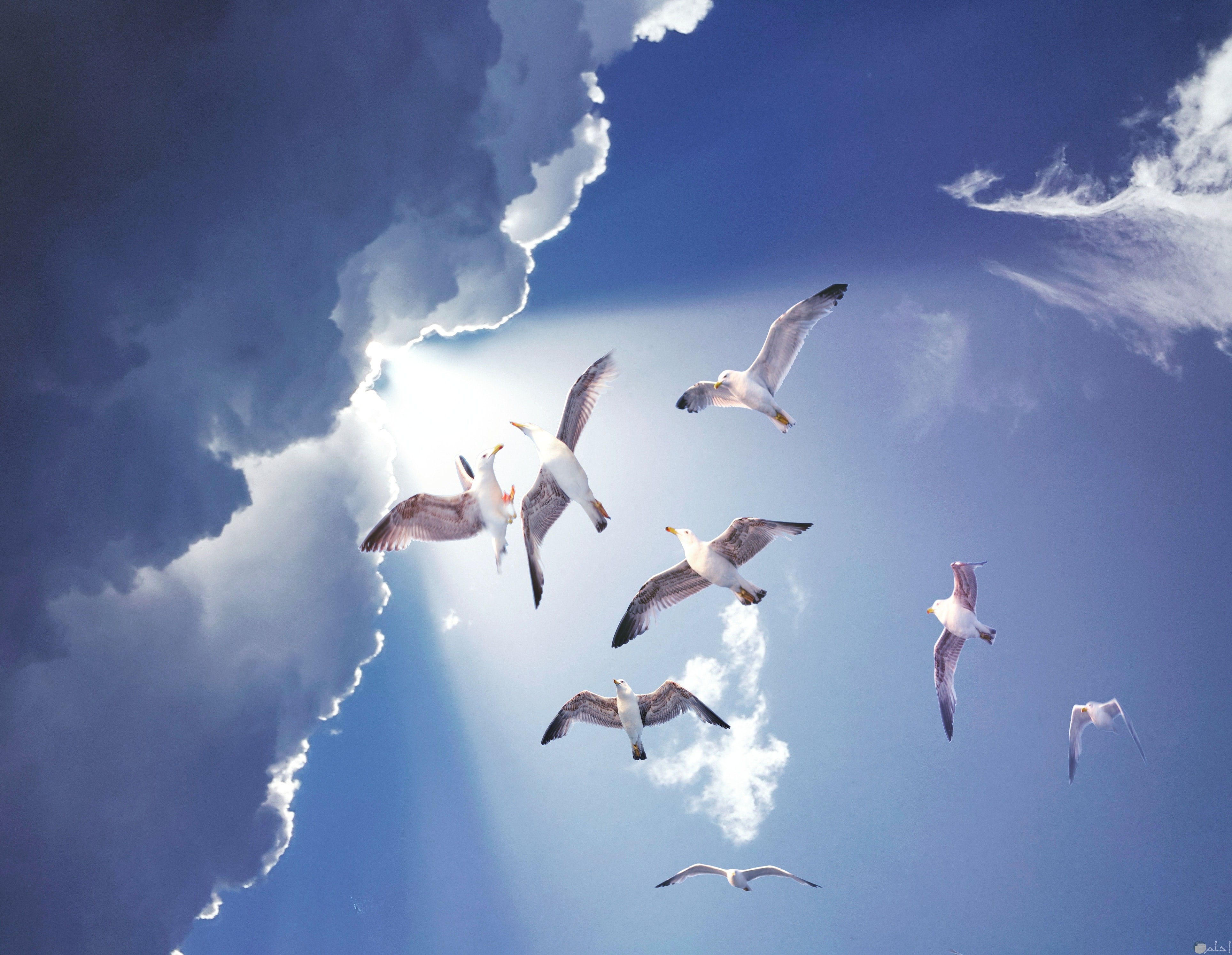 طيور في السماء بالصور