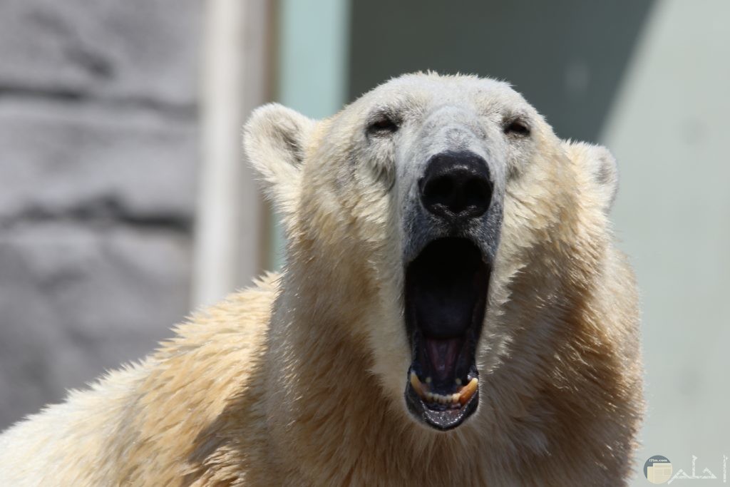 animal-bear-bored-451225-1024x683.jpg