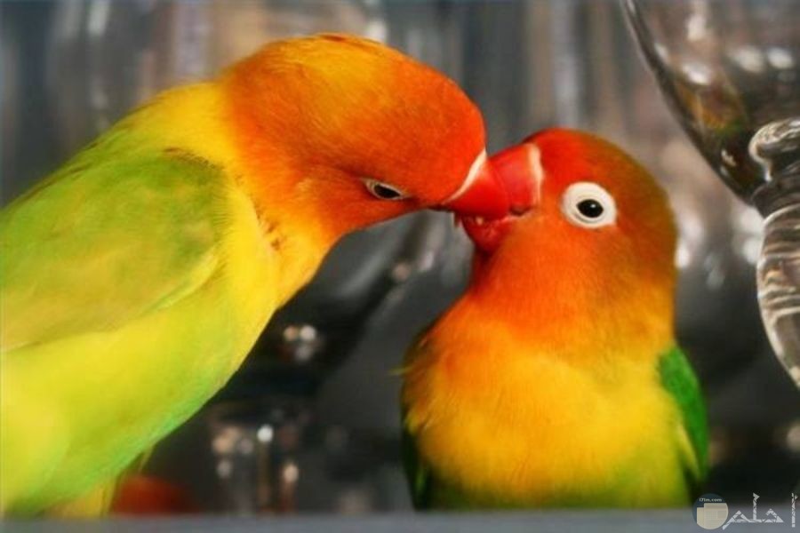 أجمل طيور الحب