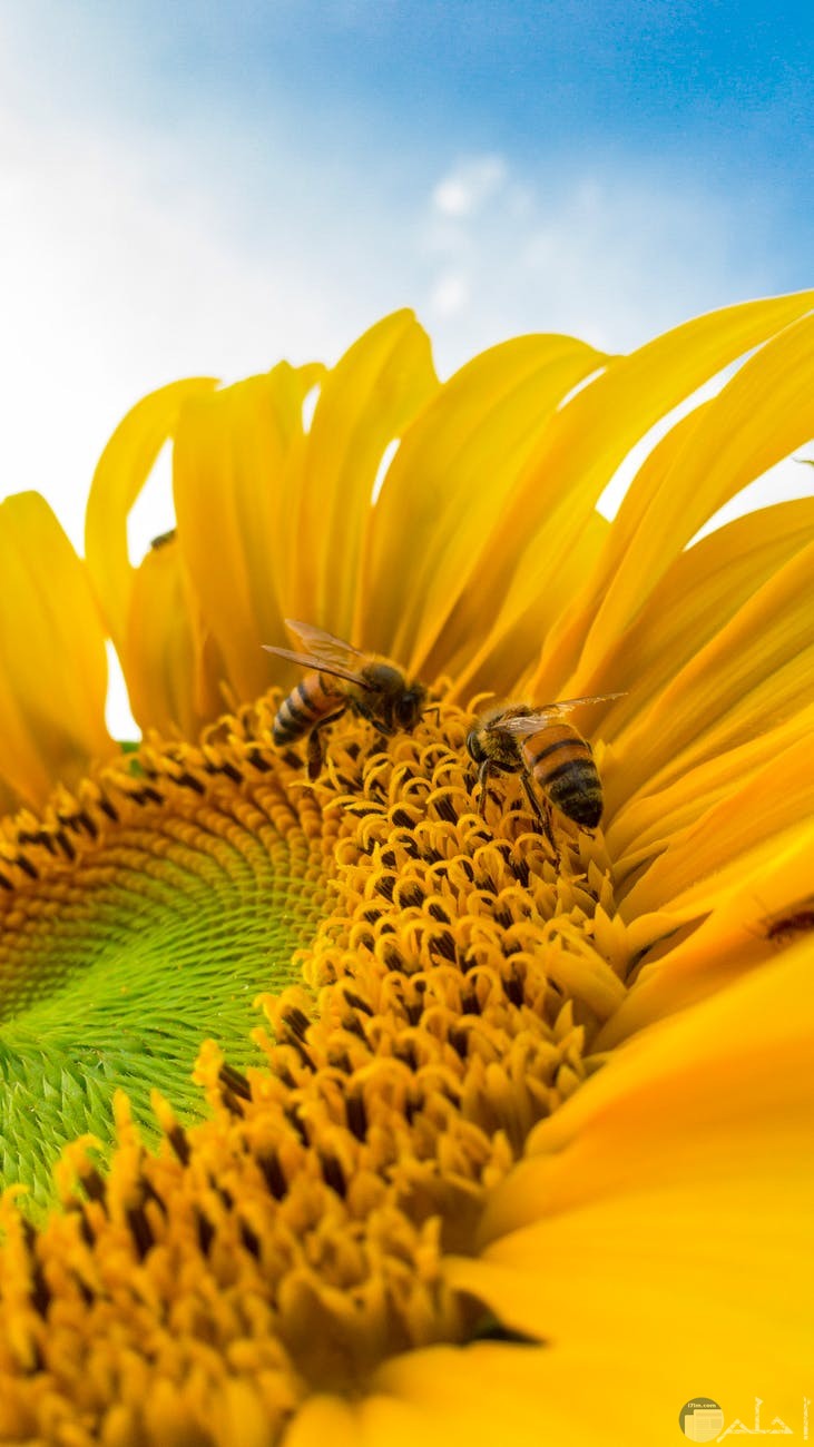 الزهرة التي تستخلص منها رحيق العسل