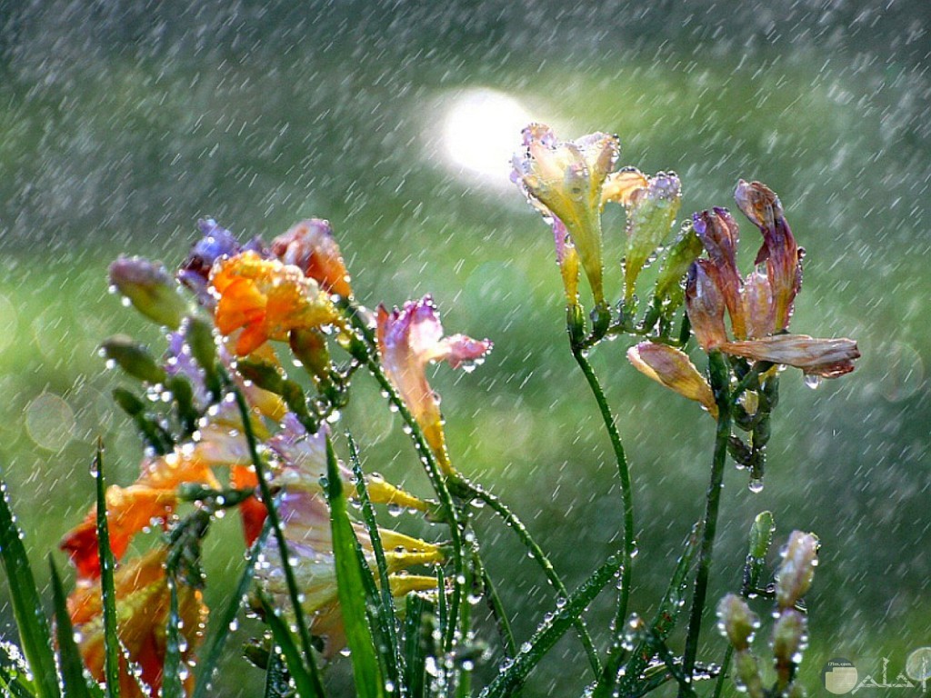 الزهور وقطرات المطر