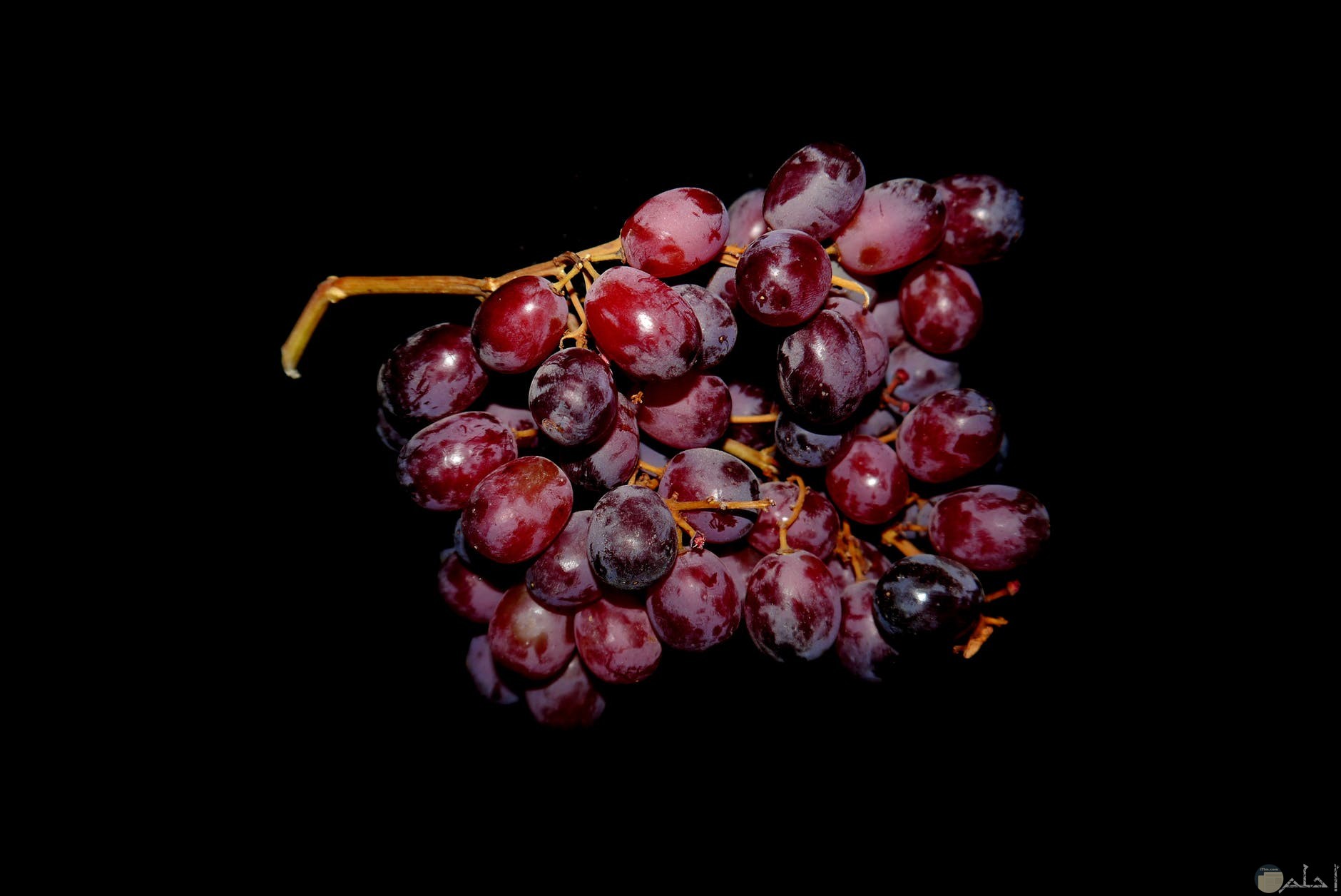 العنب الاحمر من الفواكه المفضلة عن الكبير والصغير