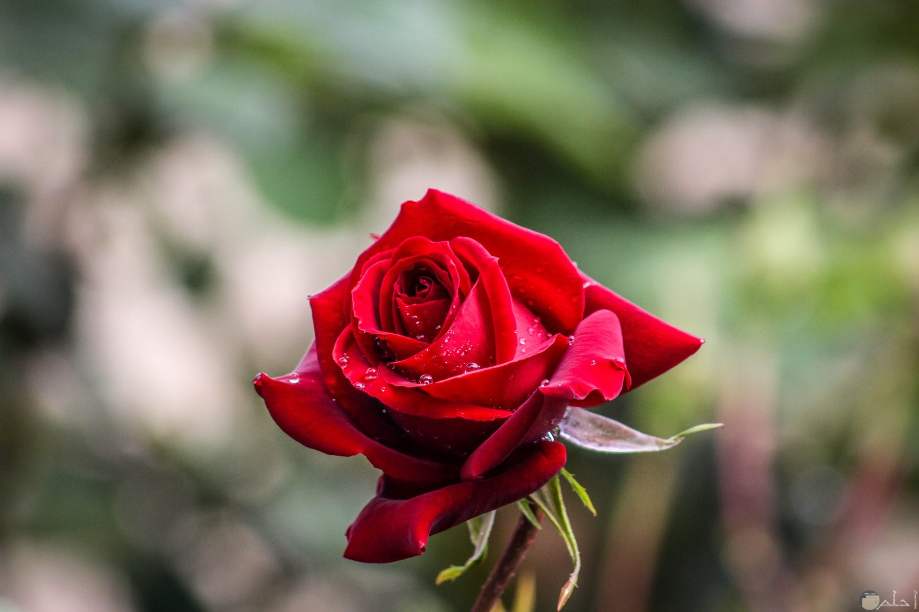 ثيمات الوردة الحمراء للمحبين