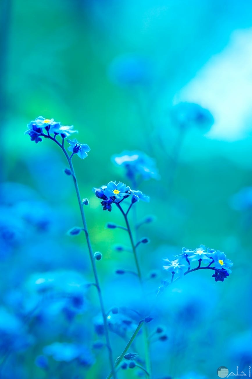 جمال الورد الطبيعي الازرق