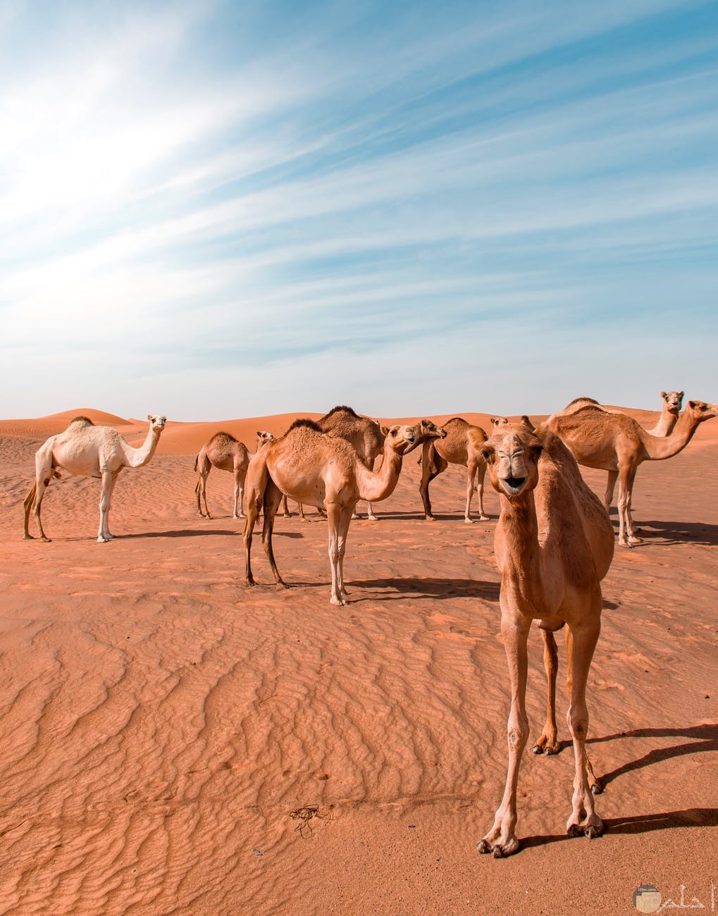 صورة طبيعية لجمال الصحراء في السعودية