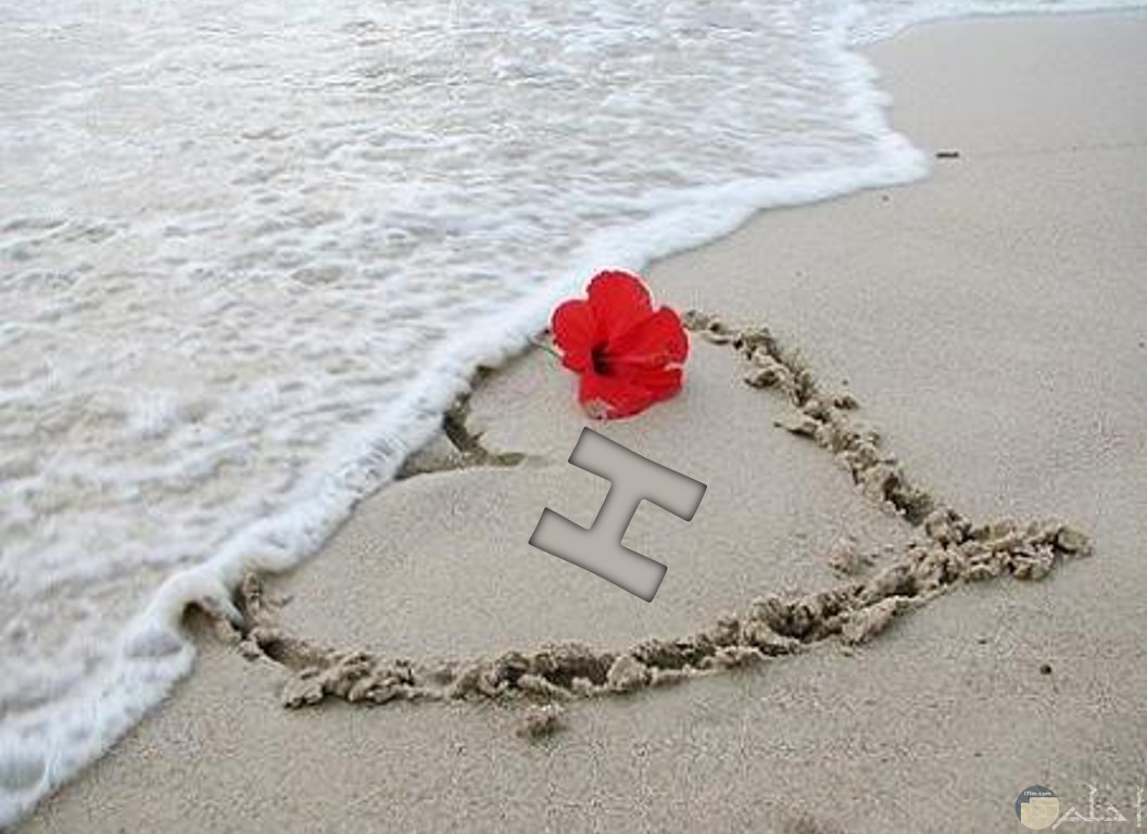 حرف H على الرمال مع زهرة حمراء