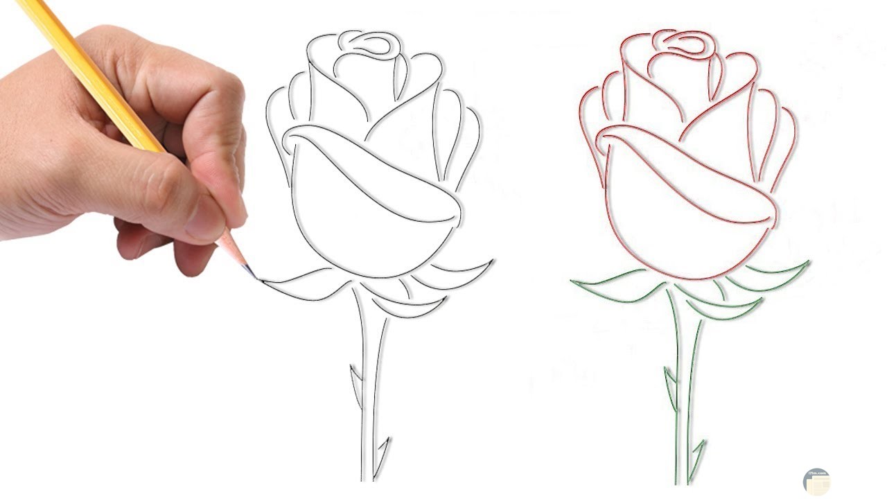 خطوات لرسم الورد