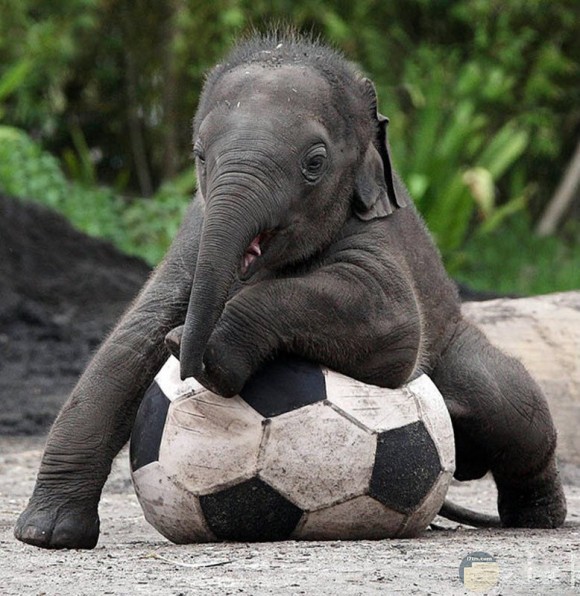 رضيع الفيل يلعب بالكرة