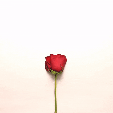 زهرة حمراء تشكل أوراقها قلب رومانسي