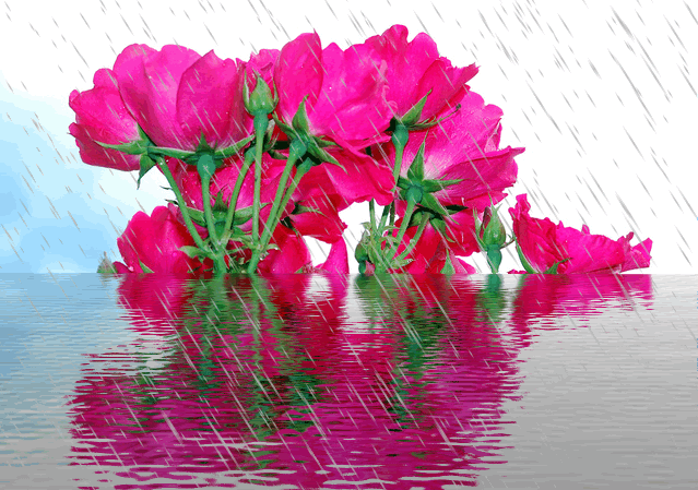 زهور وردية مع الأمطار
