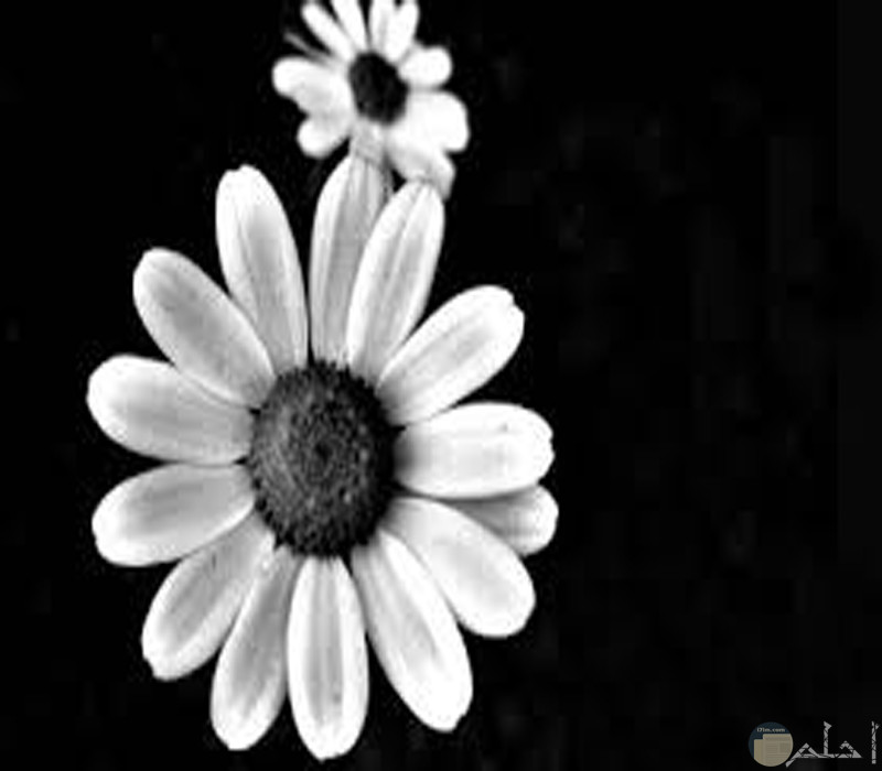 صورة وردة بيضاء تدل على الصفاء