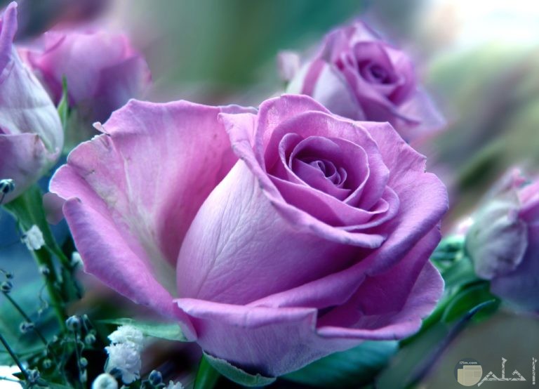 صورة وردة جميلة ورومانسية بأحلي الألوان