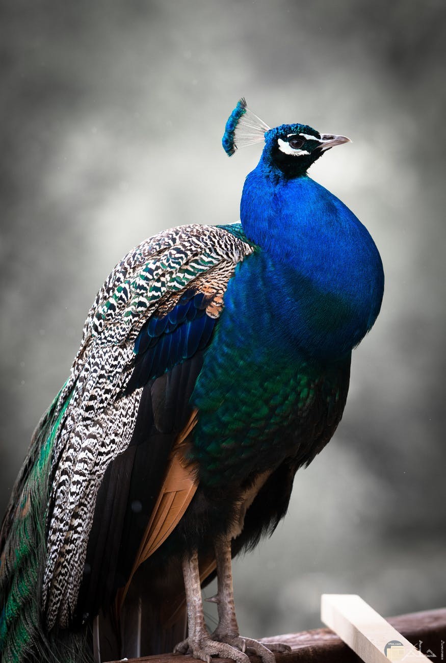 صور طاووس غاية في الفخامة