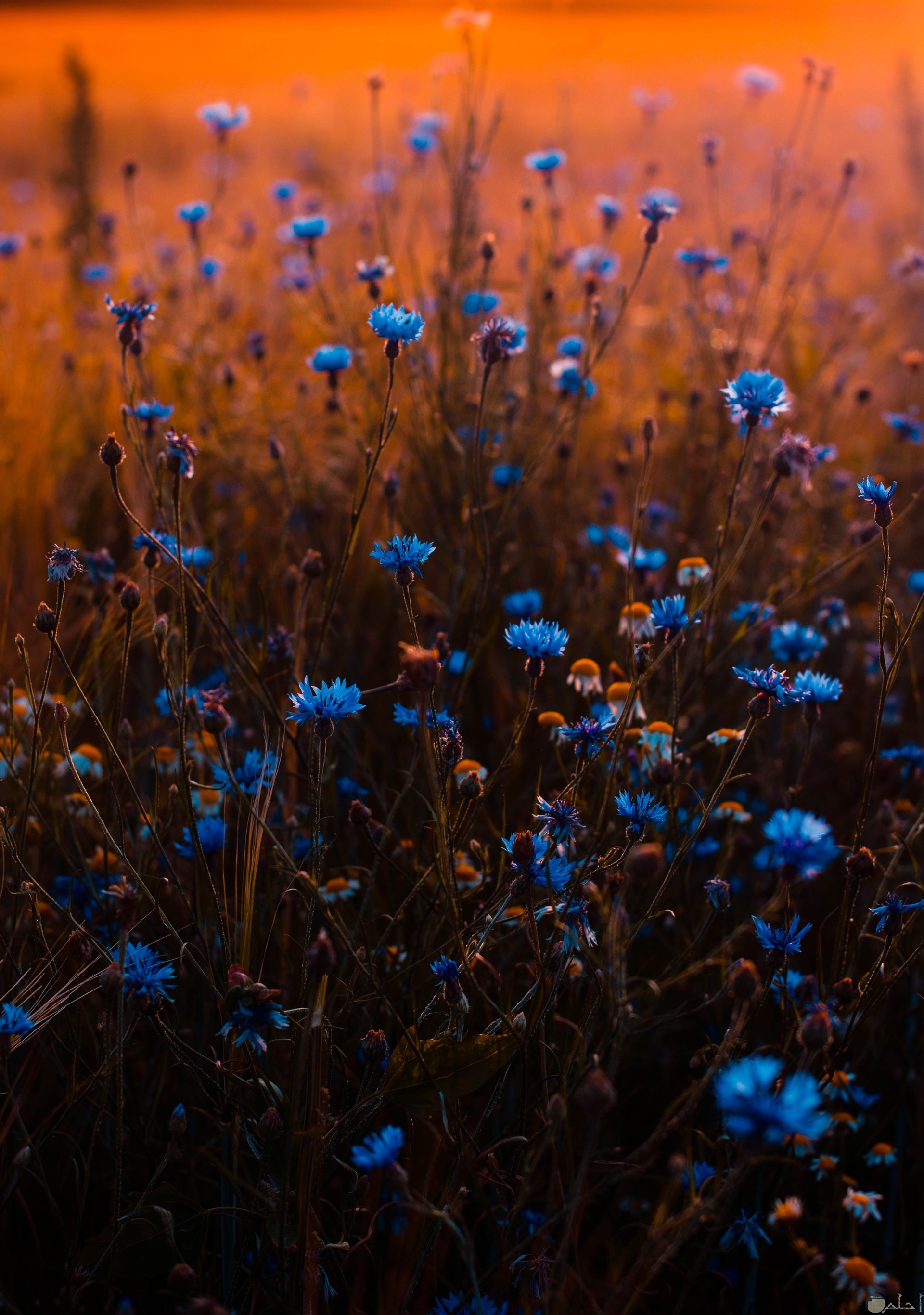 صورة مميزة للورود الزرقاء الجميلة في الطبيعة 