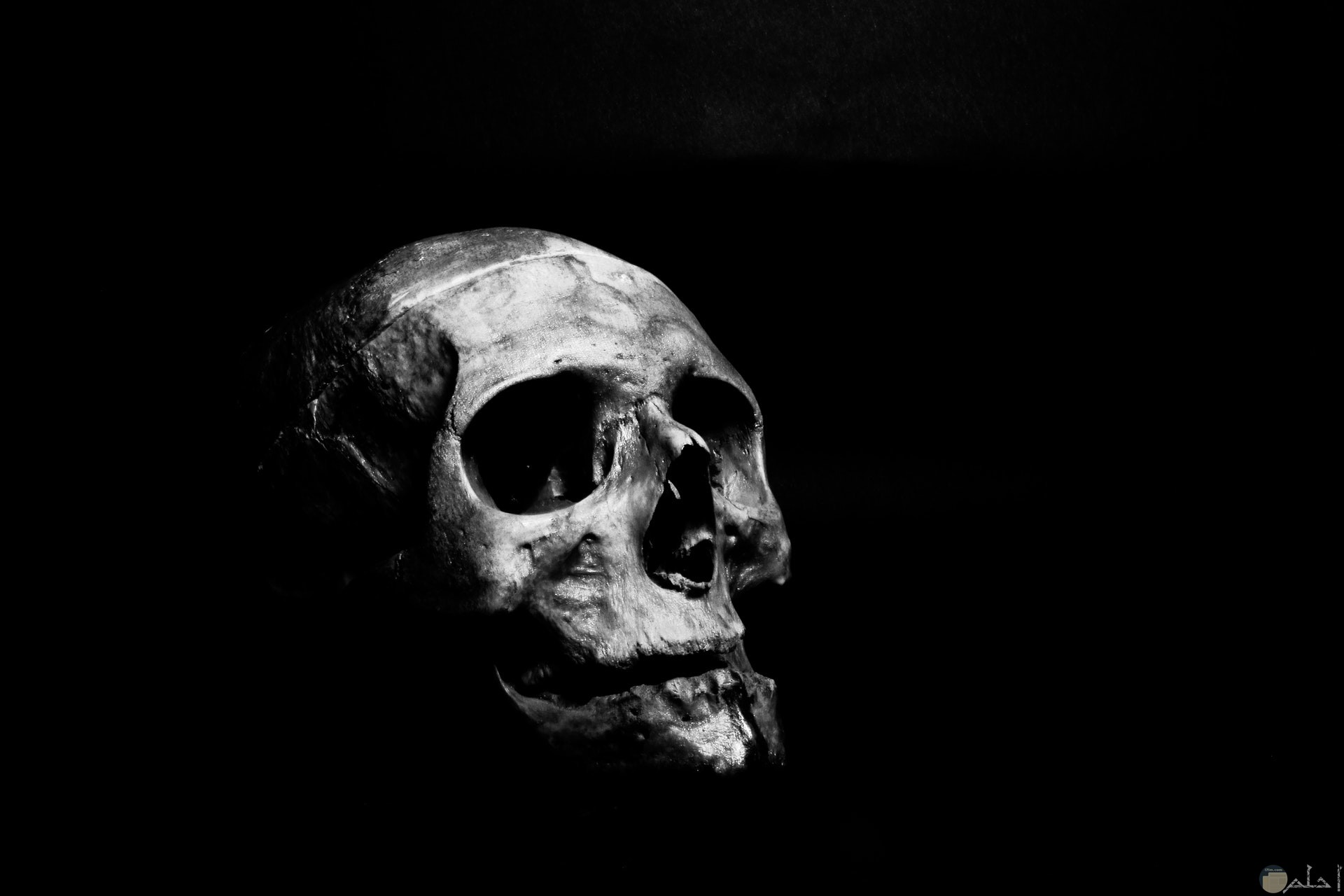 صورة مخيفة ومرعبة لعظام جمجمة إنسان ميت مع خلفية سوداء 