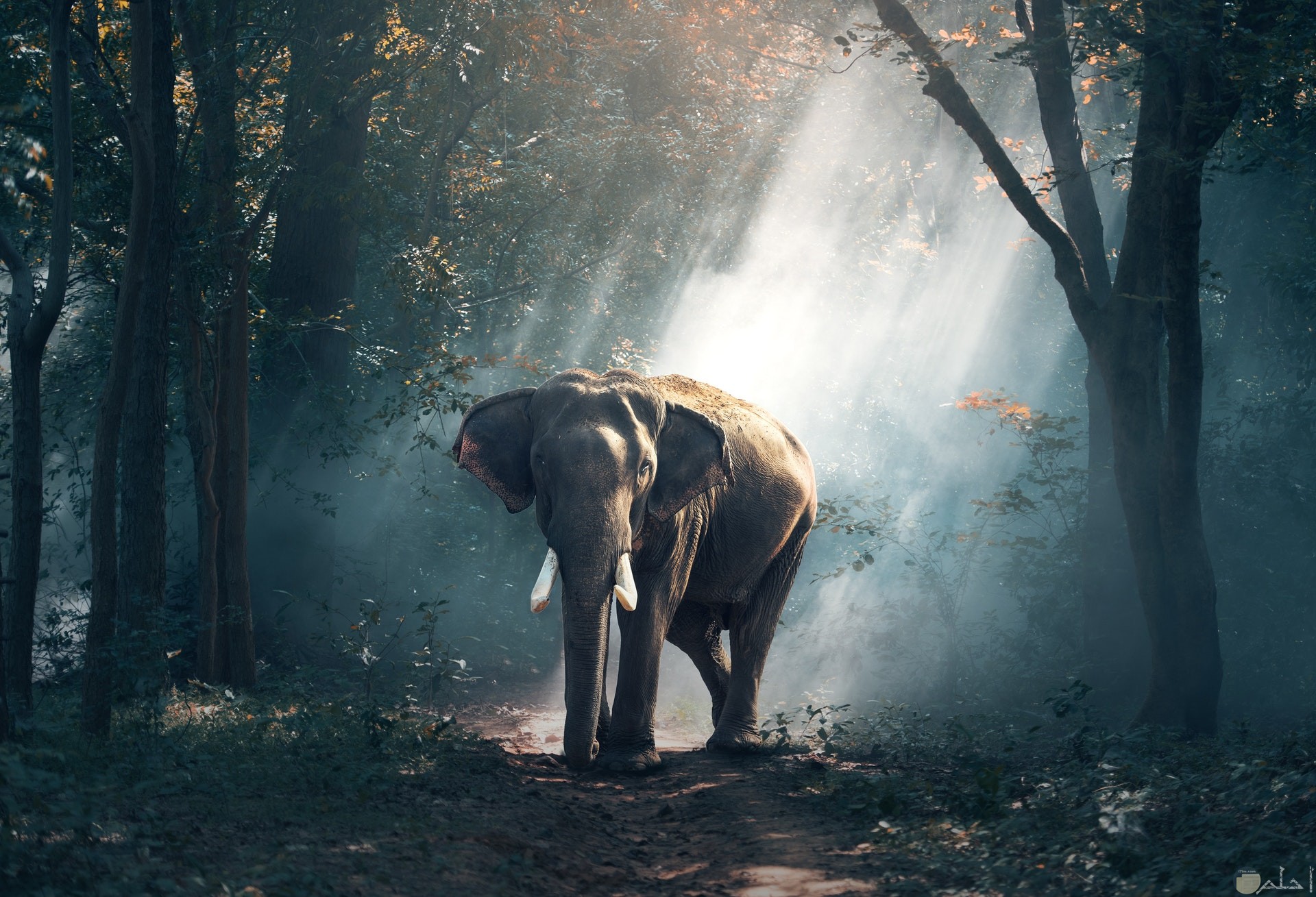 صورة جميلة ومميزة للطبيعة وحيوان الفيل فيها