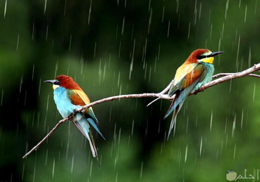 صورة جميلة للمطر