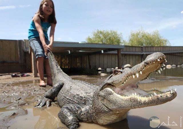 صورة لطفلة مع تمساح كبير
