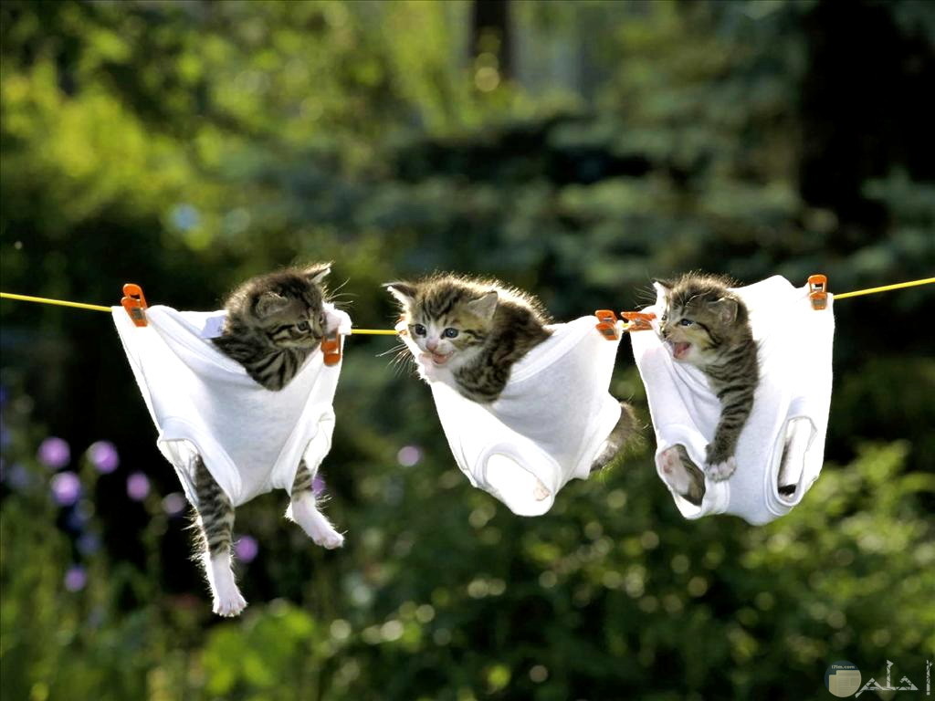 صورة مضحكة لثلاث قطط معلقين في الملابس علي حبل الغسيل