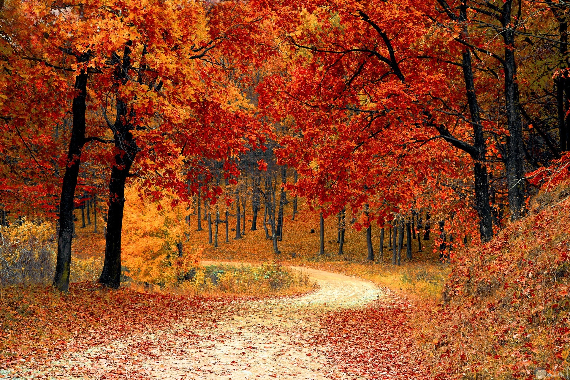 صورة مميزة للطبيعة في فصل الخريف وتساقط أوراق الأشجار