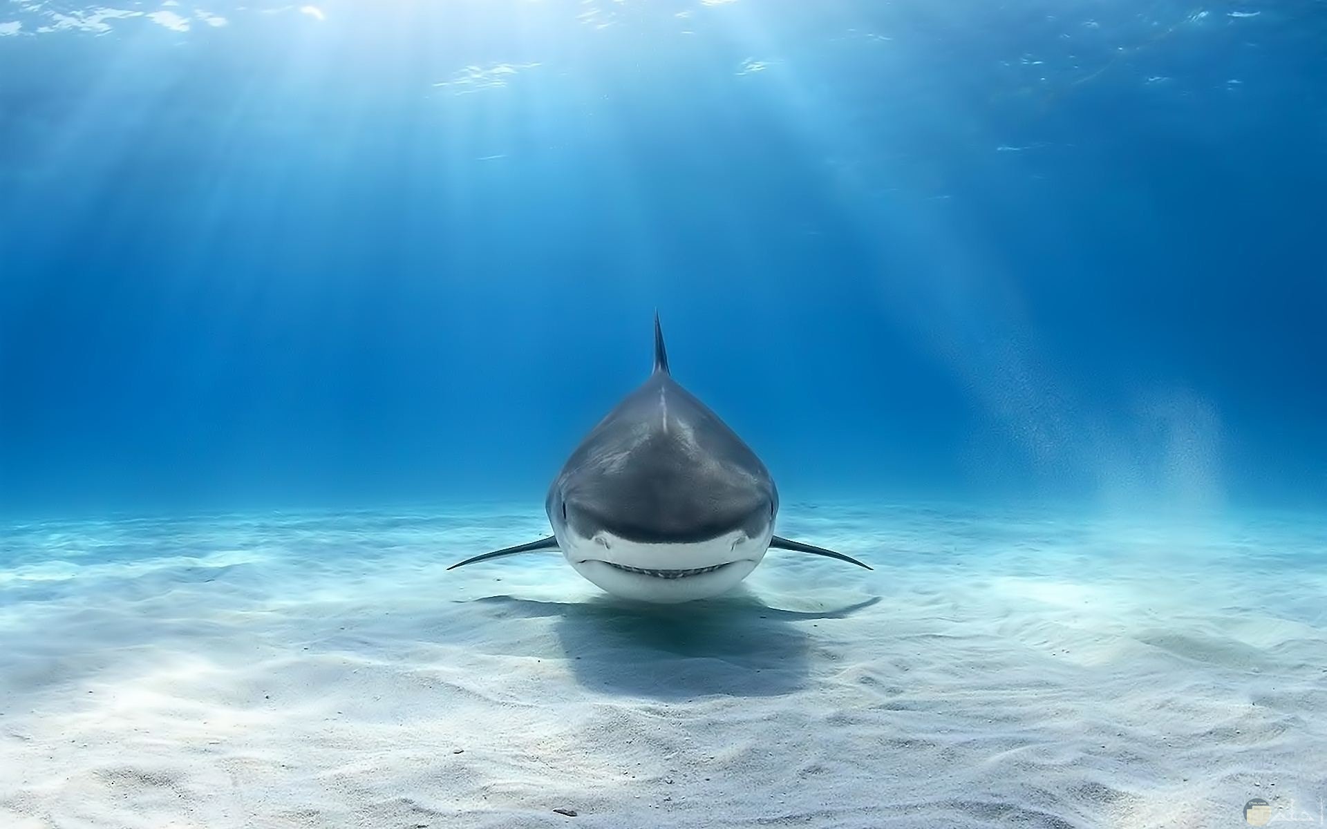 صورة مميزة لسمكة القرش في البحر جميلة لخلفيات الكمبيوتر