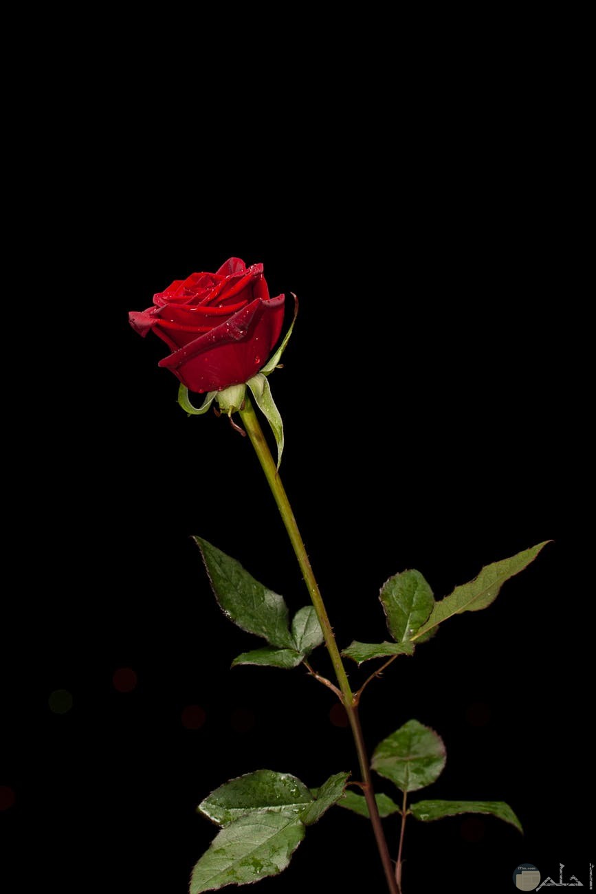 صورة وردة حمراء تدل علي الحب