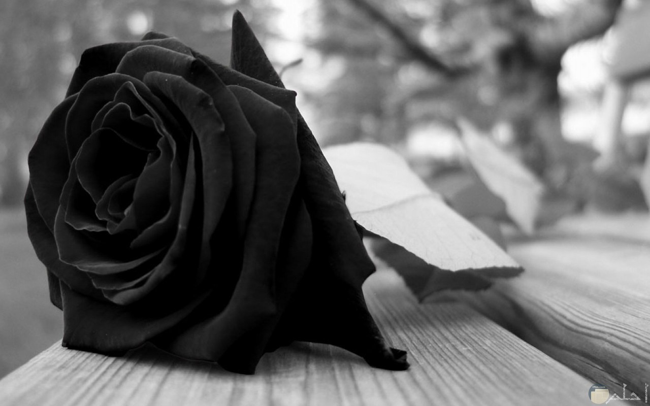 صورة وردة سوداء حزينة بالأبيض والأسود