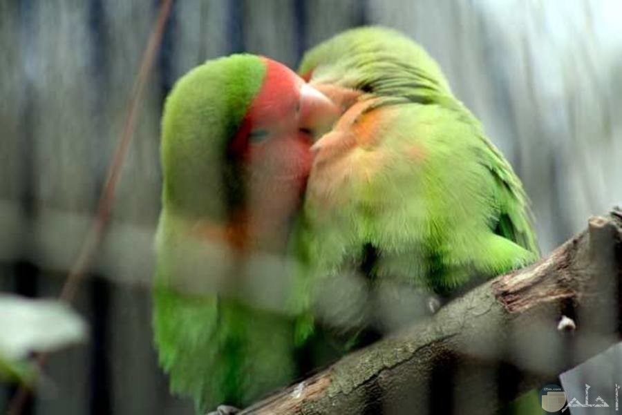 طيور الحب المميزة