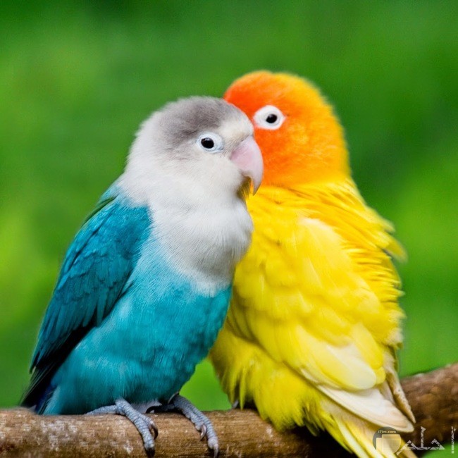 طيور الحب الرائعة