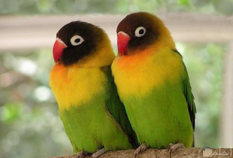 طيور الحب الرائعة