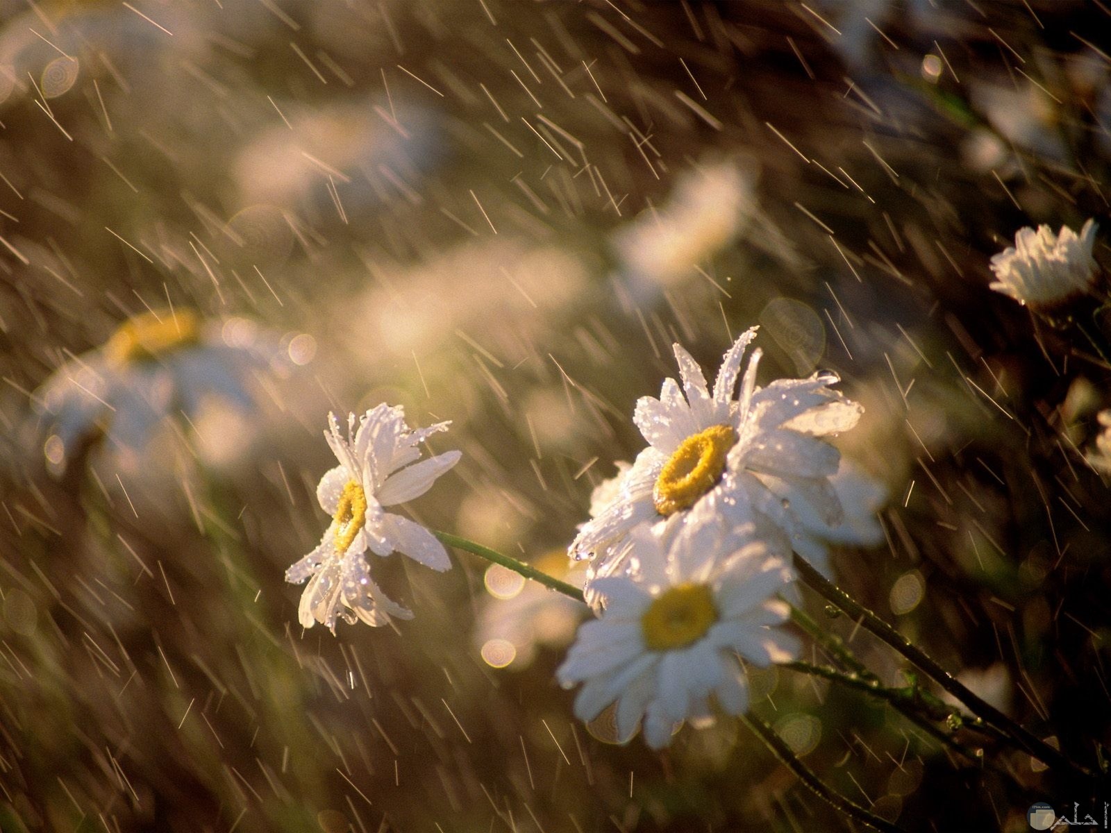 قطرات المطر على الزهور البيضاء