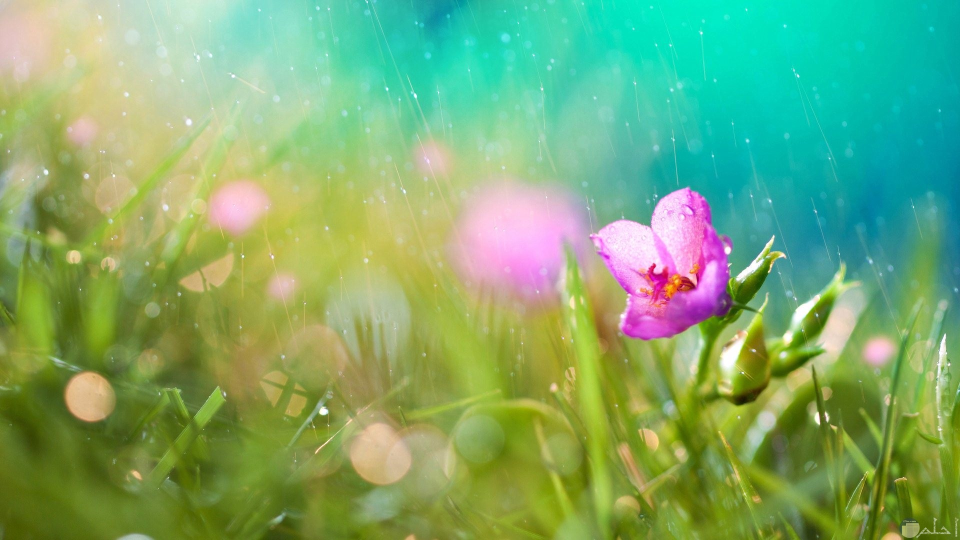 قطرات المطر فوق الزهرة