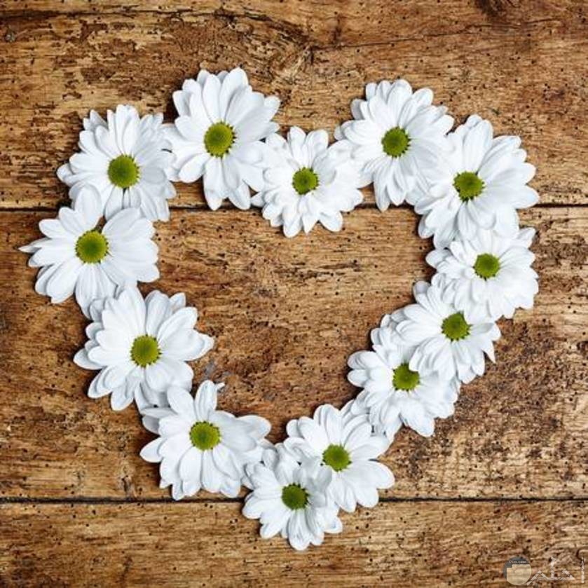 قلب أبيض من زهور الياسمين الرقيقة